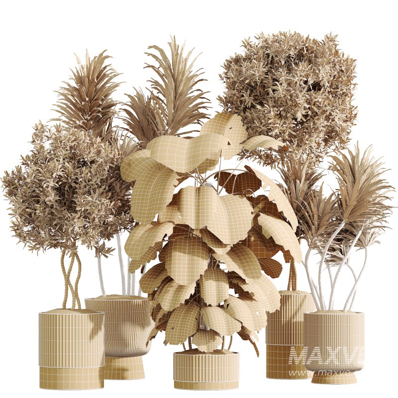 AV Indoor Plants Set 401 Mission Kalamata and Spineless Yucca and Elegant Monstera - Image 6