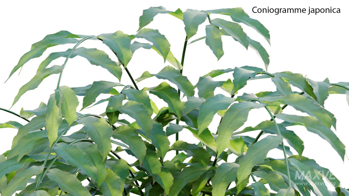 Collection 21 – Vertical garden – Green wall - Image 28