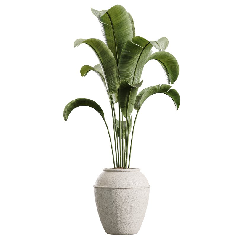 AV Indoor Plants Set 391 Olive and Banana and Spineless Yucca and Ficus Elastica - Image 3