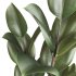 Bonsai Schefflera Tree and Jungle Ficus Rubber Fig Leaf 448 - Thumbnail 6