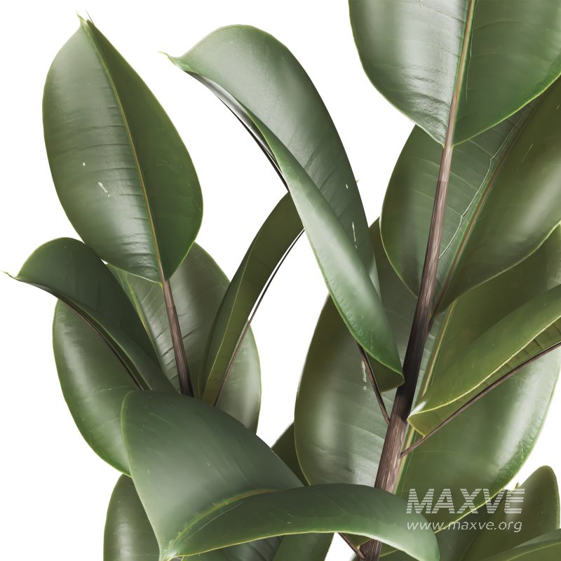 Bonsai Schefflera Tree and Jungle Ficus Rubber Fig Leaf 448 - Image 6