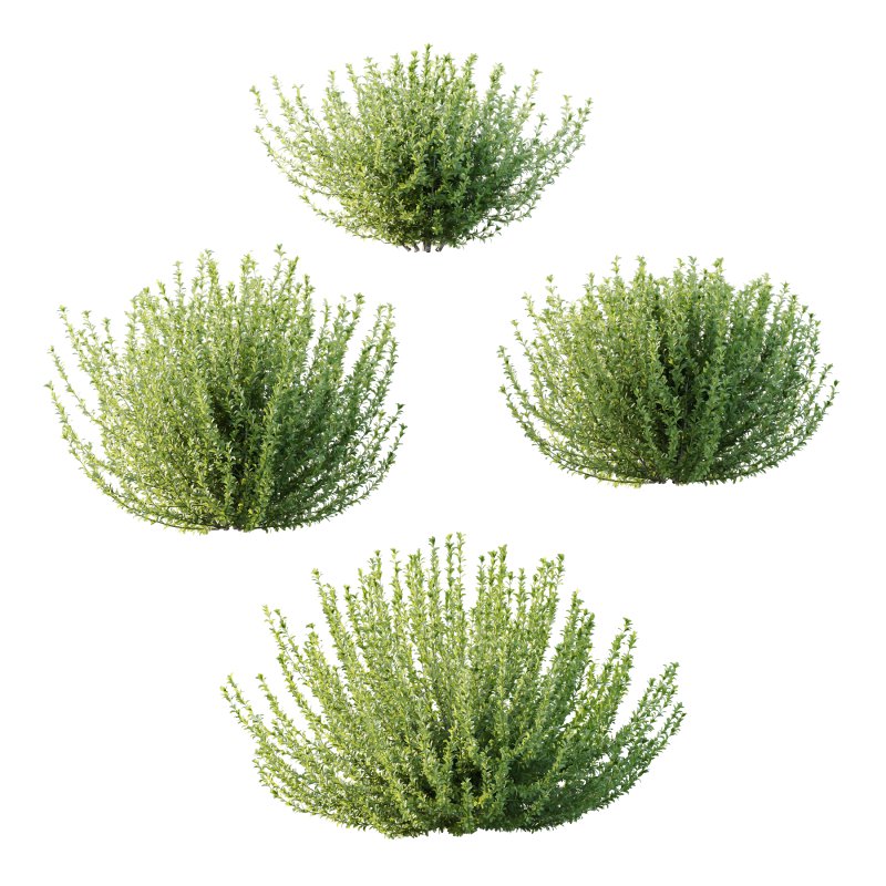 Leucophyllum frutescens Bush 03 - Image 5