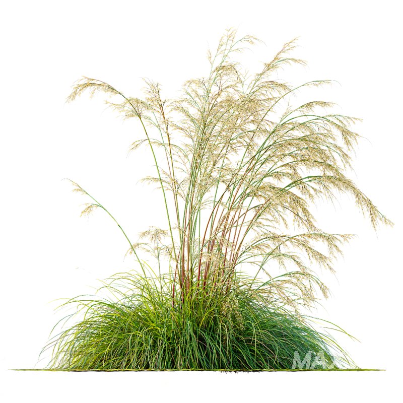 ntal grass prized for its tall, arching stems crowned with golden seed heads. This 3D model set includes six unique variations of the plant, meticulously designed to capture the natural elegance and movement of its fine, feathery plumes. Perfect for modern garden scenes, landscape visualizations, or architectural exteriors, each model brings depth, realism, and a gentle sense of motion to your render. - Image 12