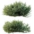 AV Montra Olive Bush and Gray Box Westringia Fruticosa Coastal Rosemary - Thumbnail 4