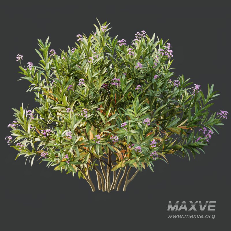 AV Nerium Oleander Laurier Kaner Rose Pink and Myrica Morella Pennsylvania Bayberry Candleberry Northern Fruit - Image 1