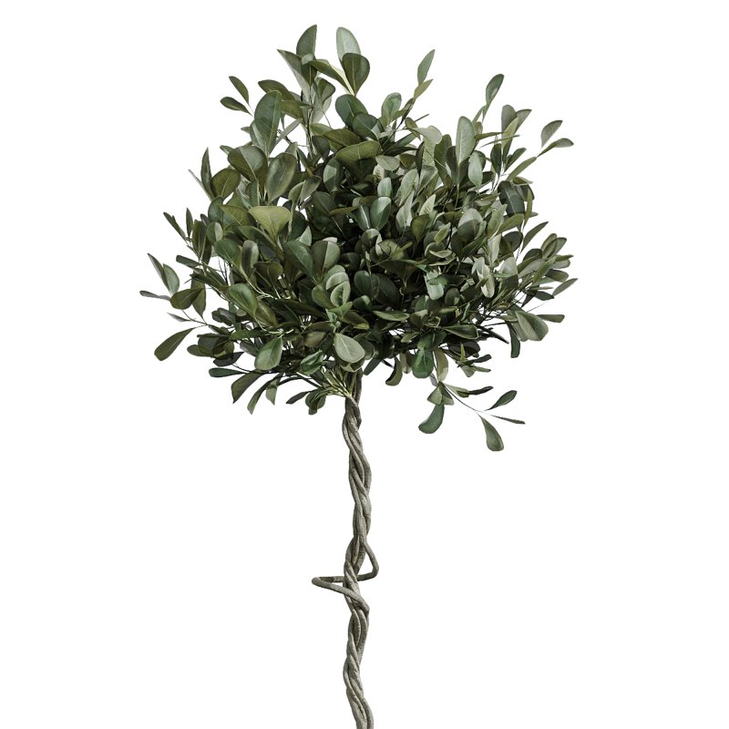 AV Indoor Plants Set 371 Japandi Decorative and Mandarin Citrus and Ficus microcarpa and Ficus Elastica - Image 4