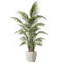 AV Indoor Plants Set 397 Zamiifolia and Giant Monstera and Dracaena Warneckii Lemon and Areca Palm - Thumbnail 15
