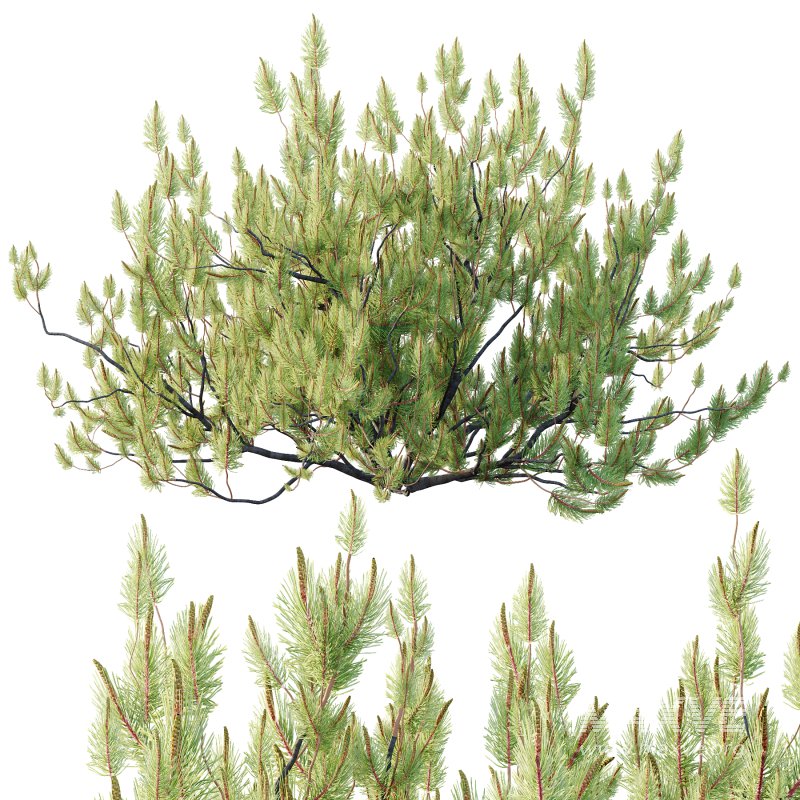Pinus Mugo plant 05 - Image 5