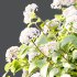hydrangea arborescens Bush 02 - Thumbnail 5