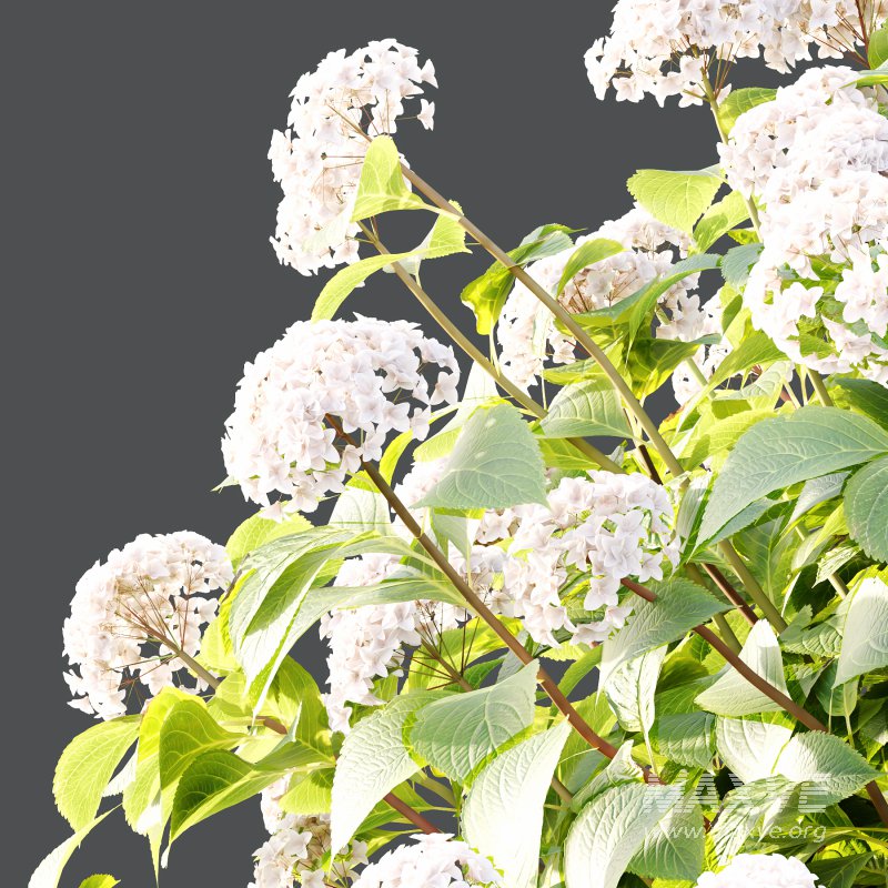 hydrangea arborescens Bush 02 - Image 5