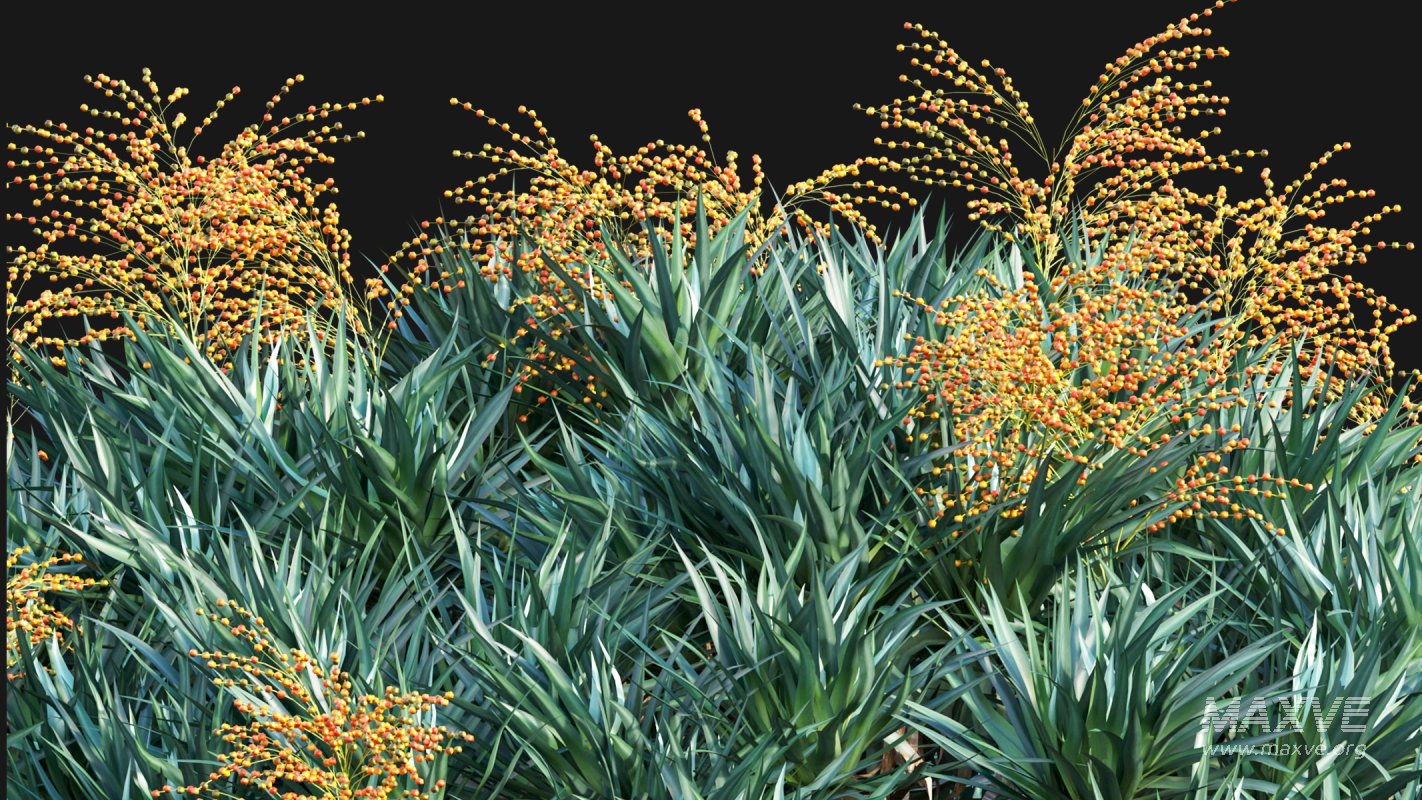 Collection 22 – Australian Plants - Image 15