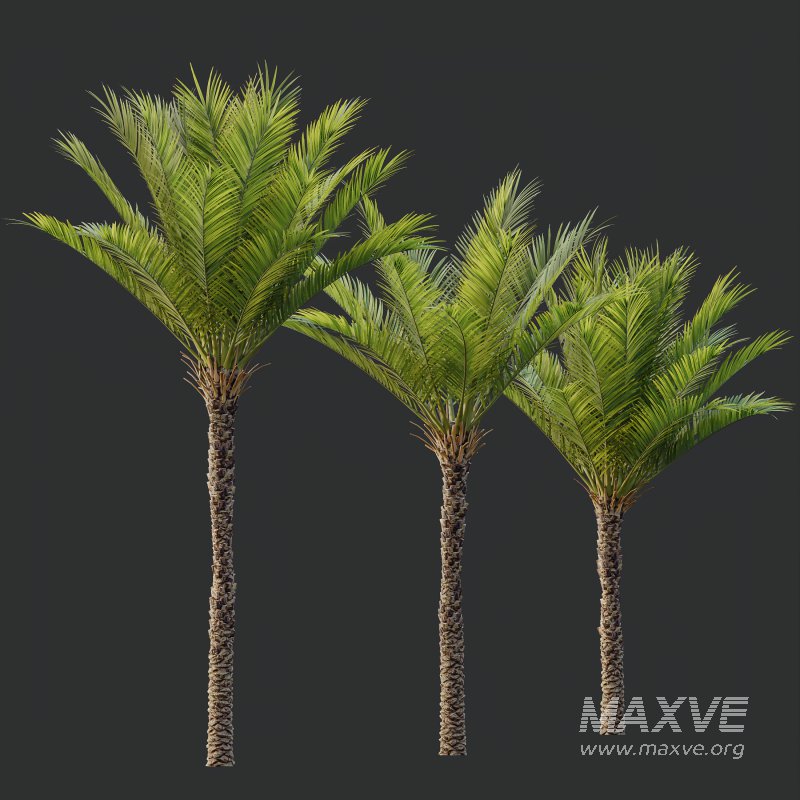 AV Phoenix Dactylifera Date Jurassic Palm Tree and Ash Maple Tree - Image 8