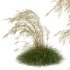 ntal grass prized for its tall, arching stems crowned with golden seed heads. This 3D model set includes six unique variations of the plant, meticulously designed to capture the natural elegance and movement of its fine, feathery plumes. Perfect for modern garden scenes, landscape visualizations, or architectural exteriors, each model brings depth, realism, and a gentle sense of motion to your render. - Thumbnail 7