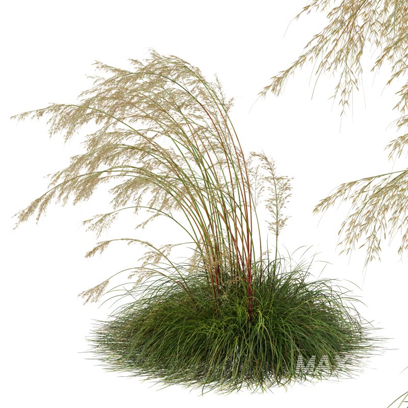 ntal grass prized for its tall, arching stems crowned with golden seed heads. This 3D model set includes six unique variations of the plant, meticulously designed to capture the natural elegance and movement of its fine, feathery plumes. Perfect for modern garden scenes, landscape visualizations, or architectural exteriors, each model brings depth, realism, and a gentle sense of motion to your render. - Image 7