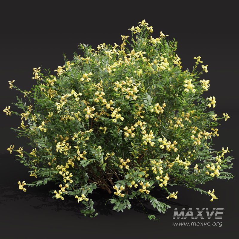 ntal shrubs, designed with botanical precision for photorealistic exterior rendering. - Image 2