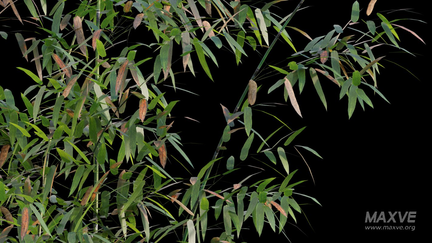 Collection 18 – Chinese garden - Image 7