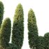 ntal shrubs, featuring four expertly pruned forms — columnar, conical, oval, and dome. Each model is crafted with high botanical accuracy to represent the elegance and precision of formal topiary design. - Thumbnail 4