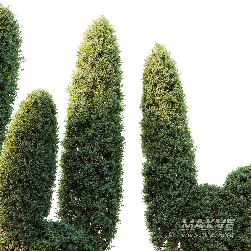 ntal shrubs, featuring four expertly pruned forms — columnar, conical, oval, and dome. Each model is crafted with high botanical accuracy to represent the elegance and precision of formal topiary design. - Image 4