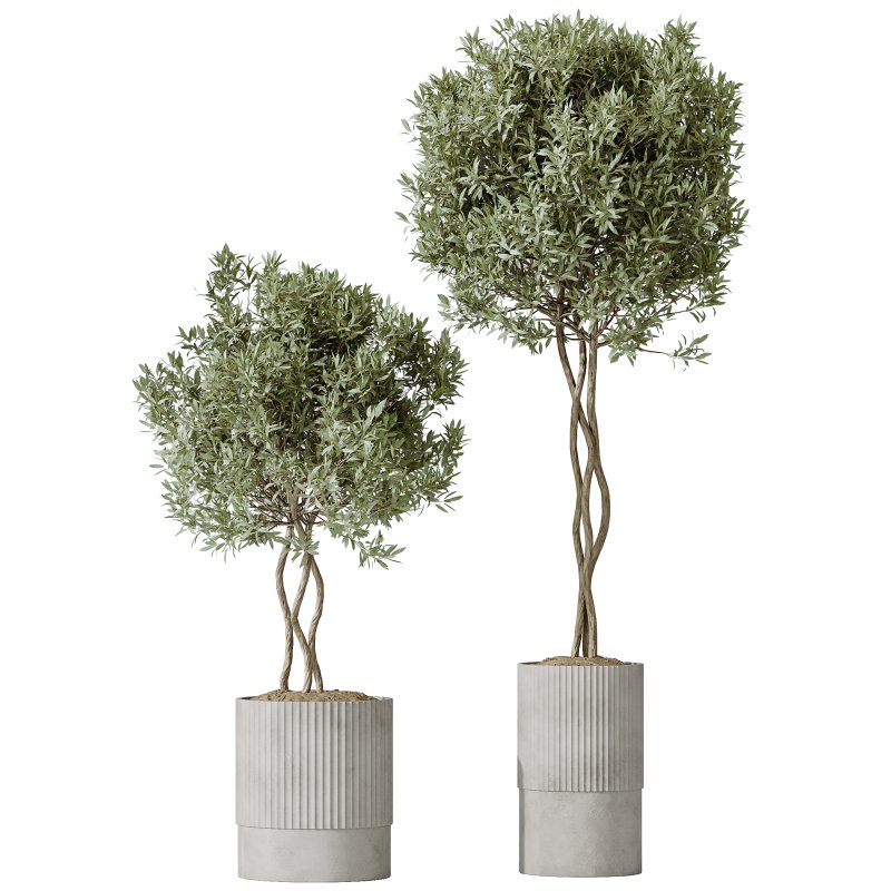 AV Indoor Plants Set 401 Mission Kalamata and Spineless Yucca and Elegant Monstera - Image 4