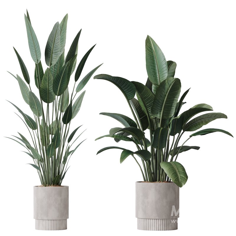 AV Indoor Plants Set 370 ParadiseBird and Zamiifolia and Ficus Microcarpa and olive - Image 4