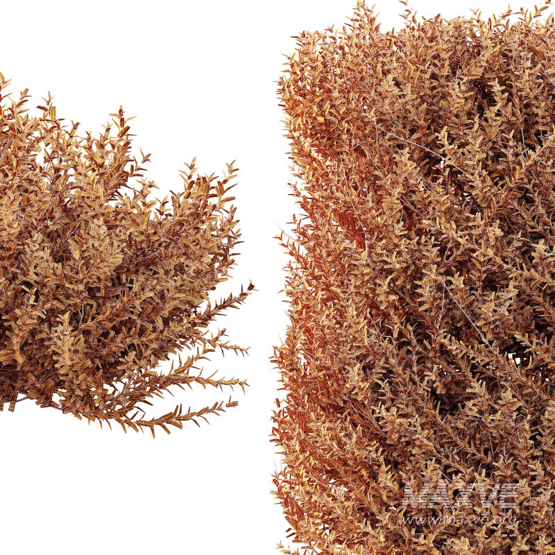 ntal evergreen shrubs, designed with exceptional precision for architectural visualization and landscape rendering. - Image 8