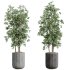 AV Indoor Plants Set 398 Olive and Swiss Cheese and Ficus lyrata Fiddle - Thumbnail 2