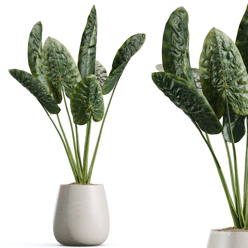 AV Indoor Plants Set 382 Orange Tree and Yucca and Japandi Decorative and Cunjevoi Alocasia - Image 6