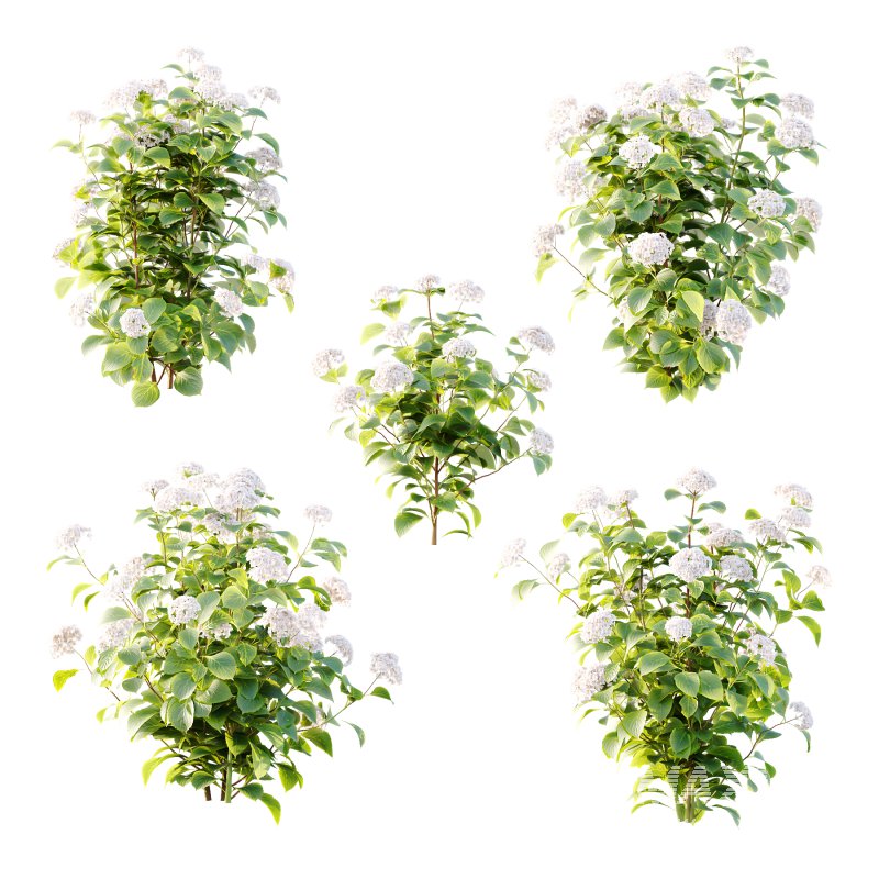 hydrangea arborescens Bush 09 - Image 6