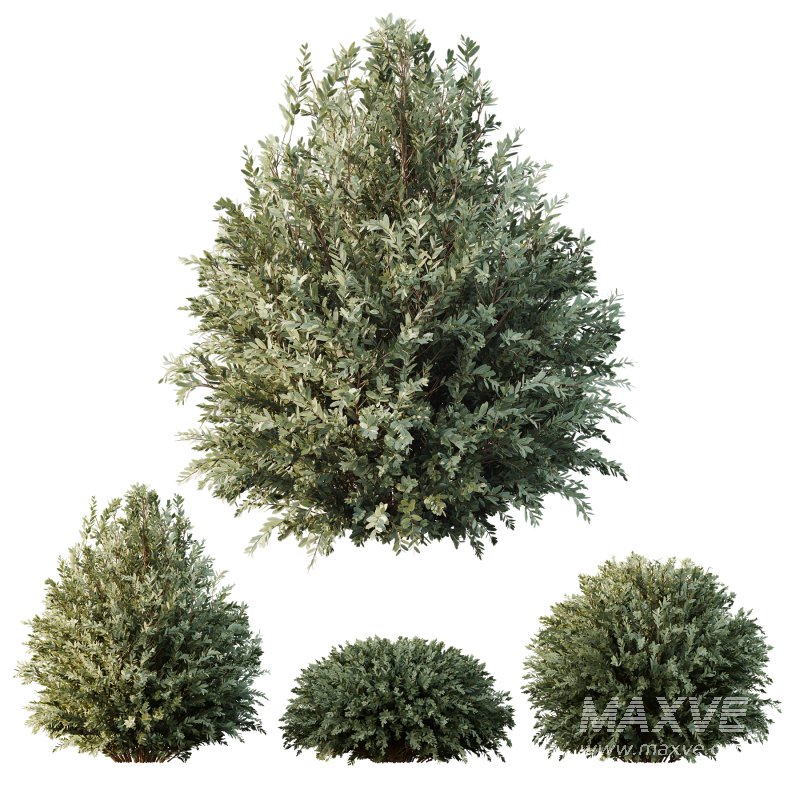 AV Montra Olive Bush and Gray Box Westringia Fruticosa Coastal Rosemary - Image 1