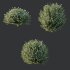 ntal shrubs designed for realistic landscape and architectural visualization. - Thumbnail 5