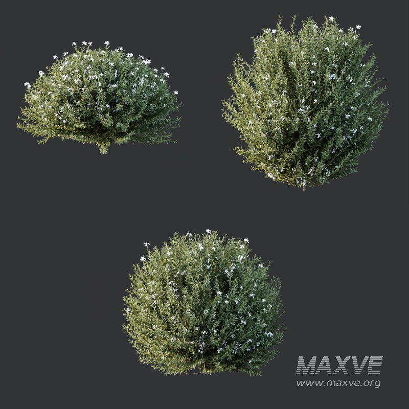 ntal shrubs designed for realistic landscape and architectural visualization. - Image 5