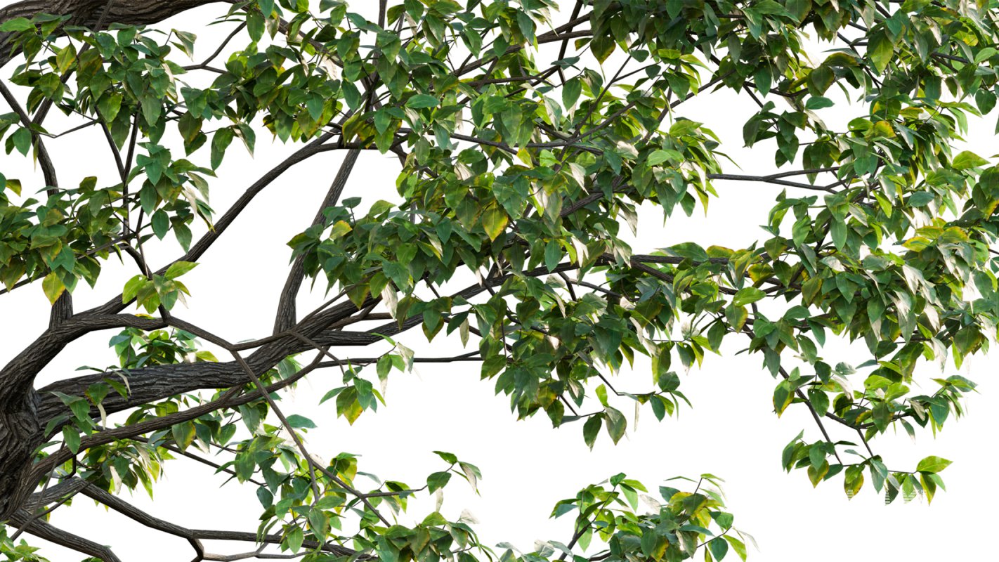 Collection 18 – Chinese garden - Image 11