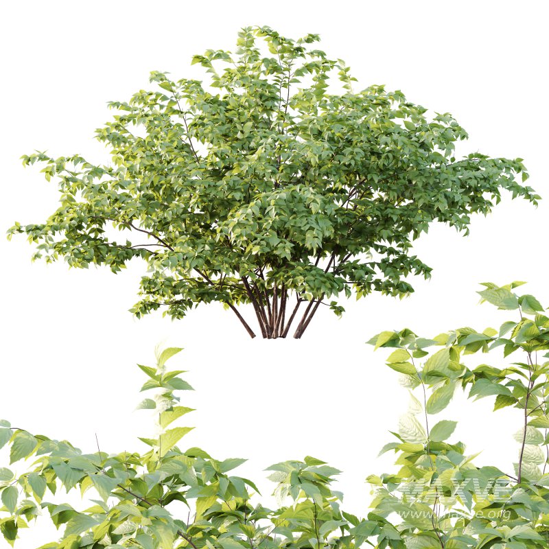 Philadelphia Bush 07 - Image 4