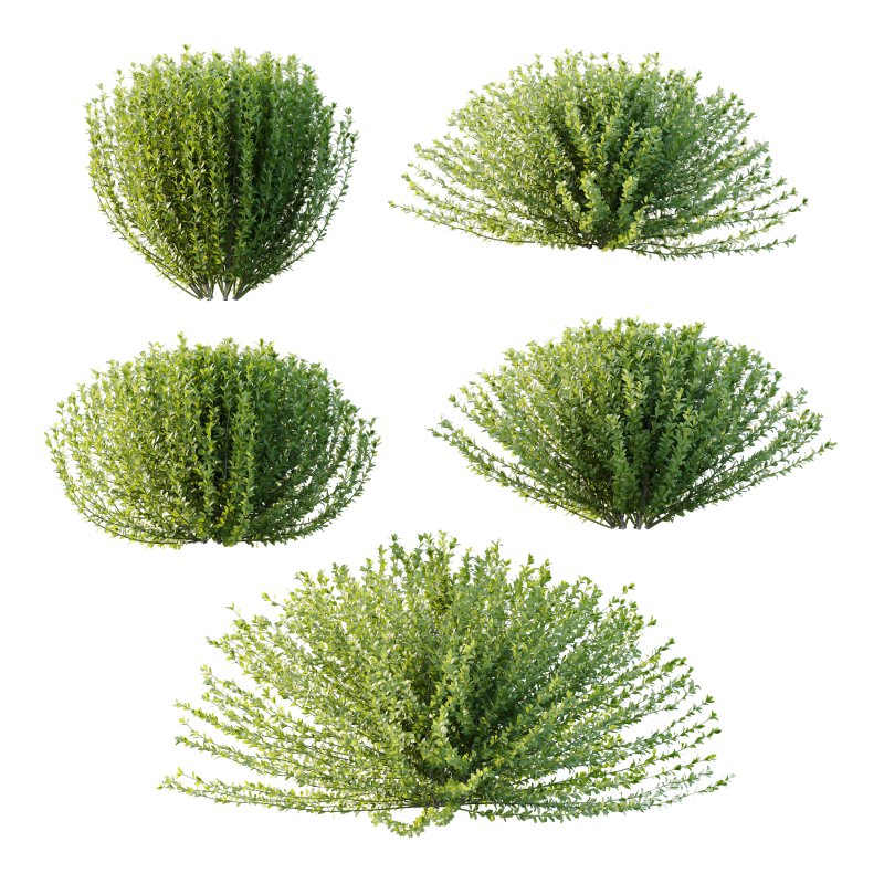 Leucophyllum frutescens Bush 02 - Image 6