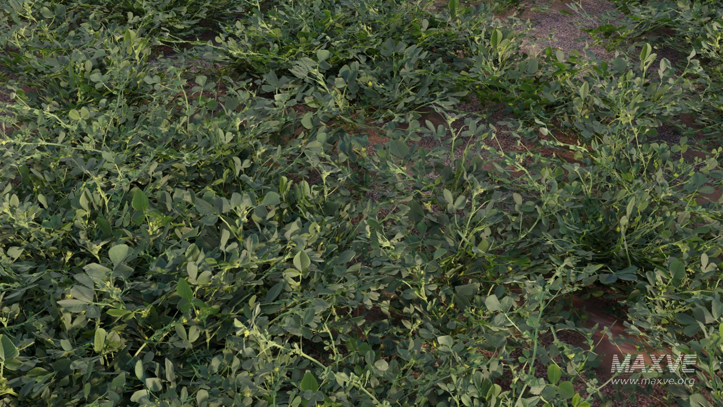 Collection 18 – Chinese garden - Image 22