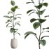 AV Indoor Plants Set 389 Ficus lyrata Fiddle Leaf and Yucca Aloifolia Rostrata and Ficus Dracaena Marginata - Thumbnail 2