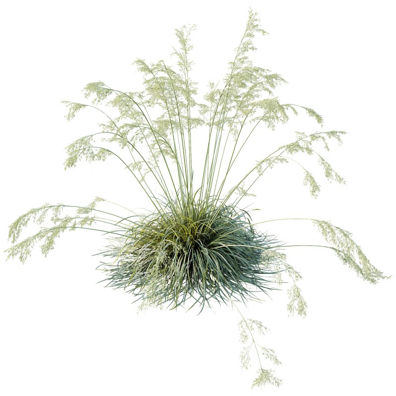 ntal grasses used in landscaping and architectural projects. With tall, elegant stems and fine golden seed heads that sway gracefully, this plant adds movement and texture to any scene. Native to the Mediterranean, it is celebrated for its drought tolerance and striking golden plumes that create a dramatic focal point in gardens, courtyards, or outdoor visualizations. Optimized with clean topology and high-resolution textures, this model ensures photorealistic results in both close-up and wide landscape renders. - Image 1