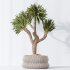 AV Indoor Plants Set 395 Yucca Elephantipes and Briful Pachira and Ficus Elastica and Japandi Decorative - Thumbnail 5