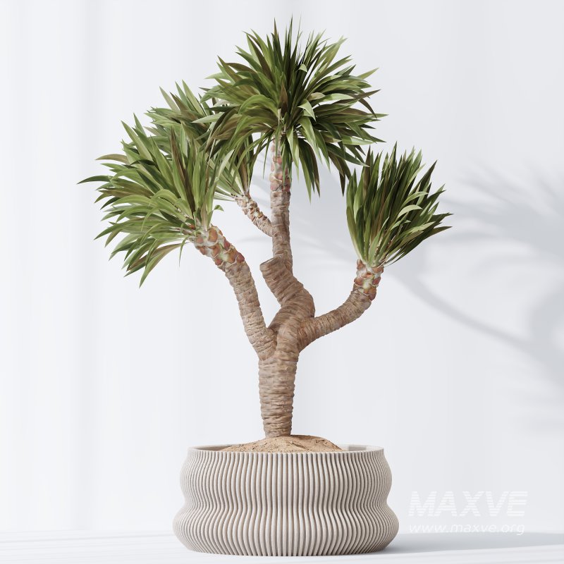 AV Indoor Plants Set 395 Yucca Elephantipes and Briful Pachira and Ficus Elastica and Japandi Decorative - Image 5