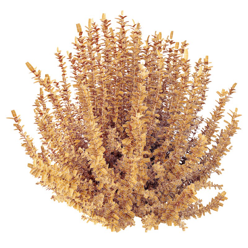 AV 6 different spring bushes Calluna Vulgaris Helena Summer Broom Heather Garden Girls - Image 8