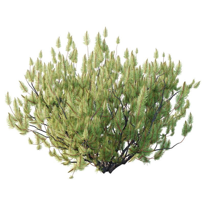 Pinus Mugo plant 05 - Image 4