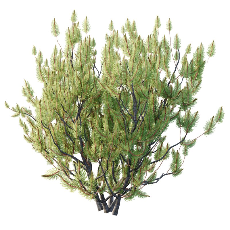 Pinus Mugo plant 04 - Image 4