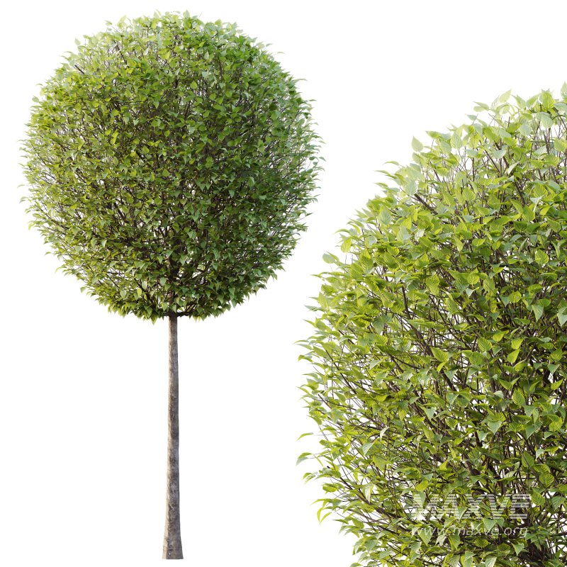 Lilac Syringa Vulgaris Tree 02 - Image 6