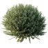 AV Gray Box Westringia Fruticosa Coastal Rosemary bushes - Thumbnail 3