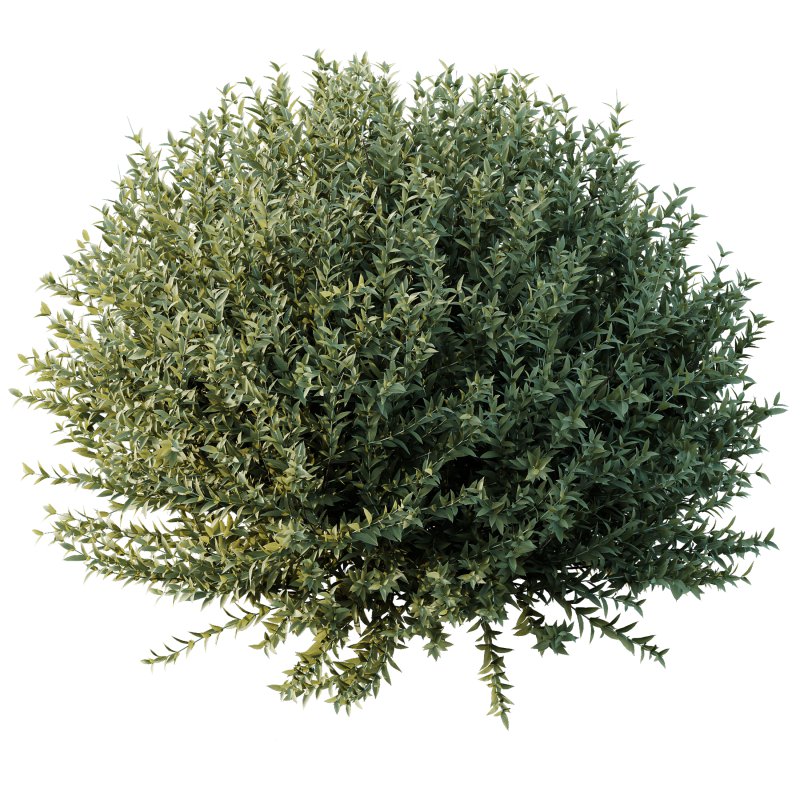 AV Gray Box Westringia Fruticosa Coastal Rosemary bushes - Image 3