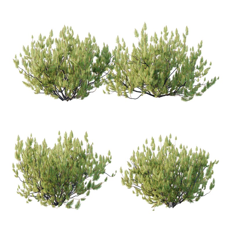 Pinus Mugo plant 05 - Image 2