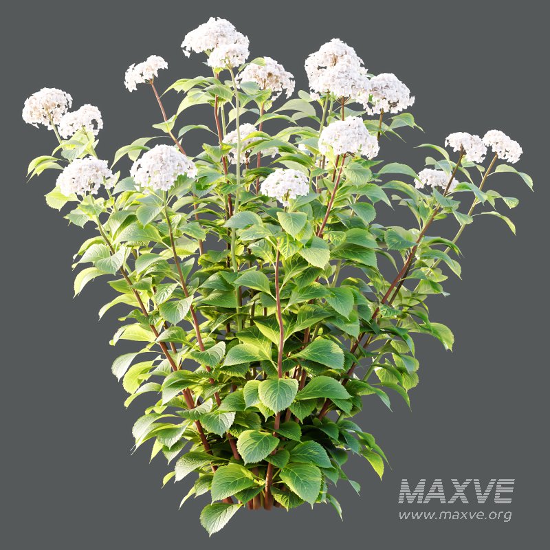 hydrangea arborescens Bush 01 - Image 5