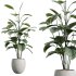 AV Indoor Plants Set 389 Ficus lyrata Fiddle Leaf and Yucca Aloifolia Rostrata and Ficus Dracaena Marginata - Thumbnail 5