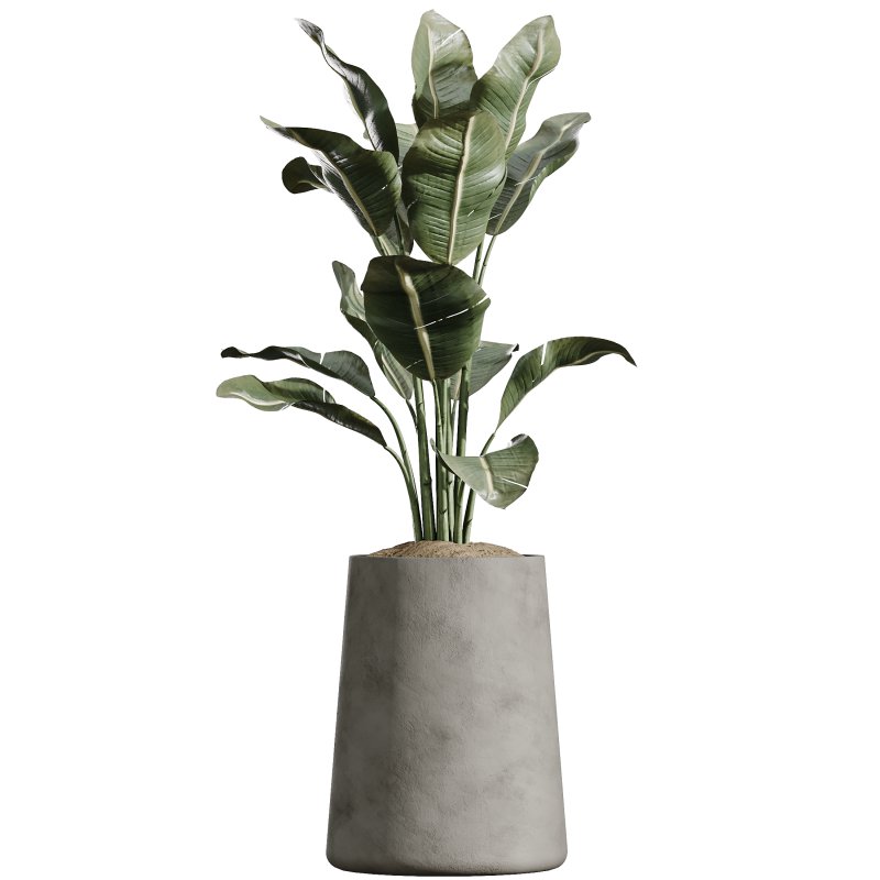 AV Indoor Plants Set 400 Japandi Decorative and Dracaena Warnecki and Bird Of Paradise and Mission Olive - Image 3