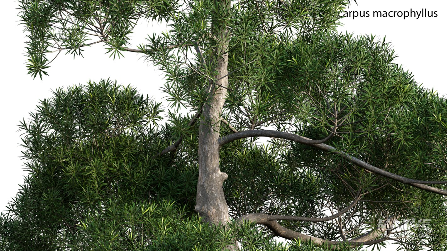 Collection 19 – Japanese garden - Image 49